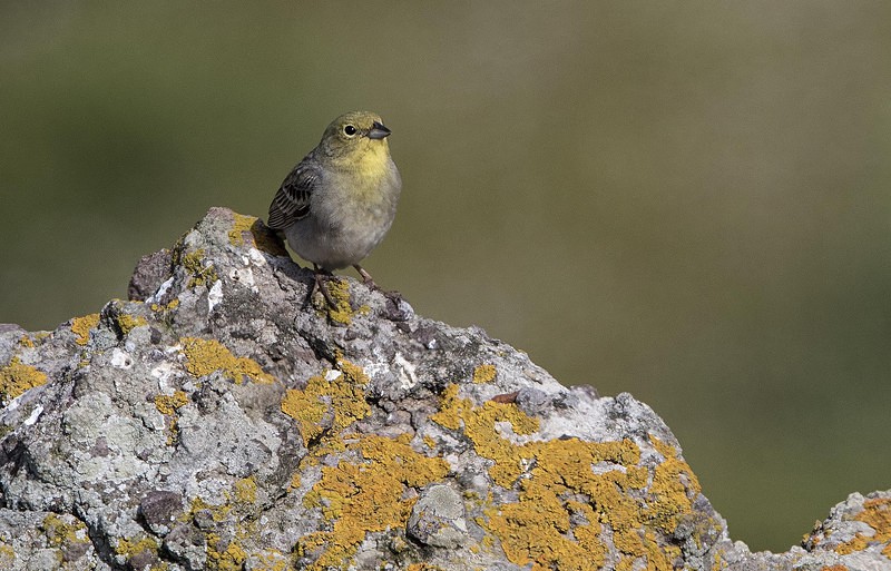 Cinereous Bunting