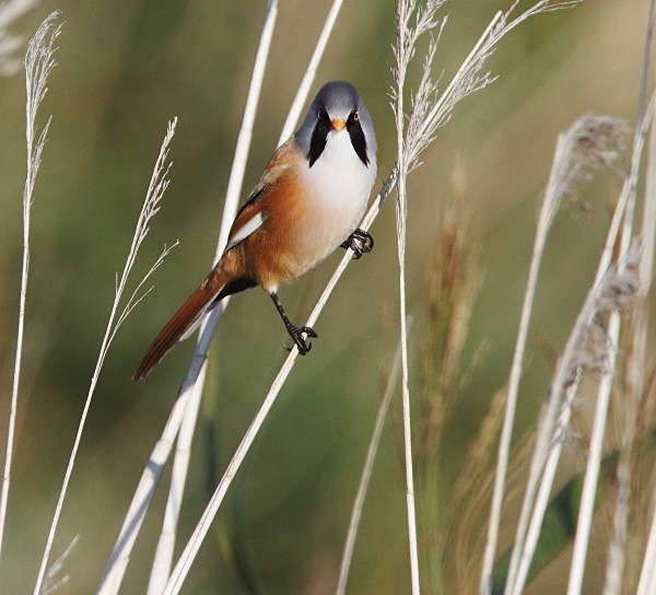 Male Bearded Tit - Norfolk, Autumn 2011