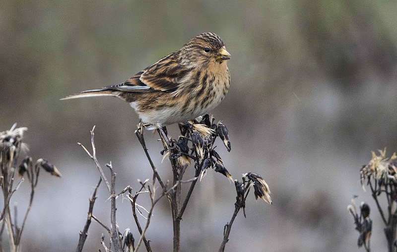 Twite - Norfolk Winter 2016