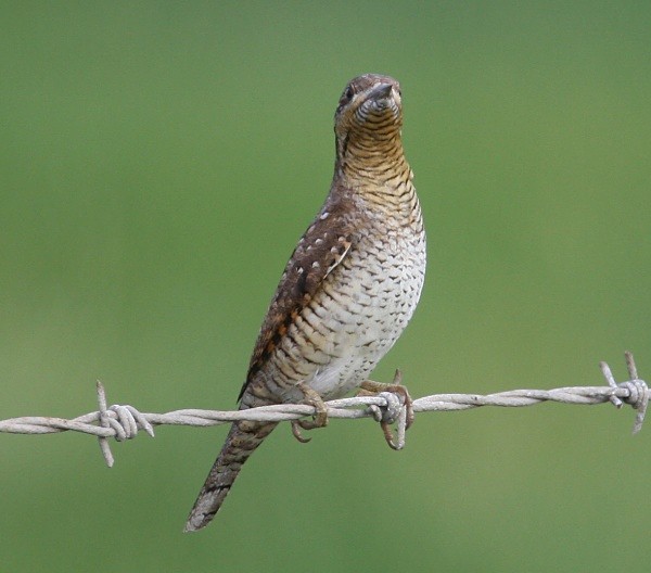 Wryneck - Woodpeckers & Wrynecks