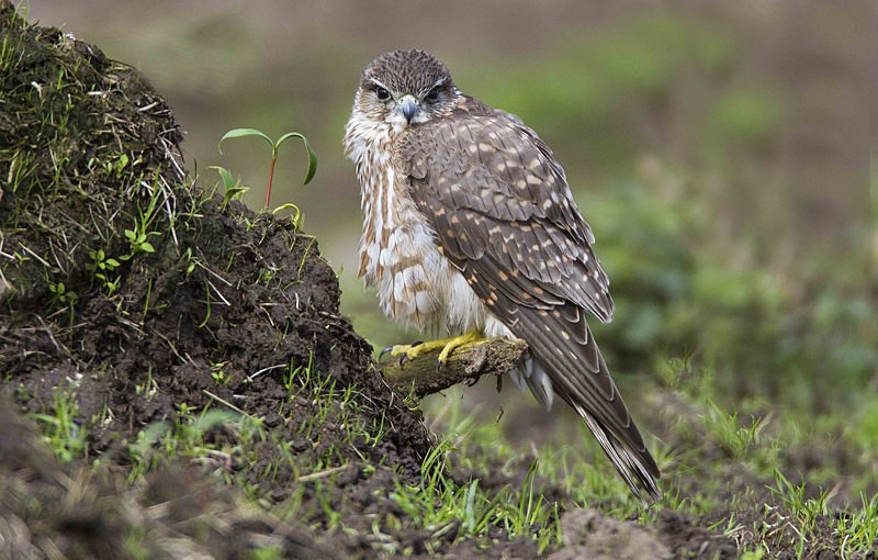Female Merlin - Owls, Raptors, Corvids & Doves