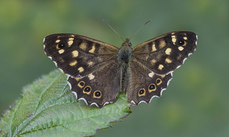 Speckled Wood - Butterflies