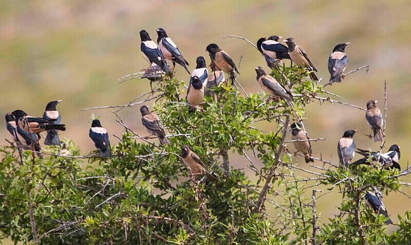 Rose Coloured Starlings - Lesvos May 2022