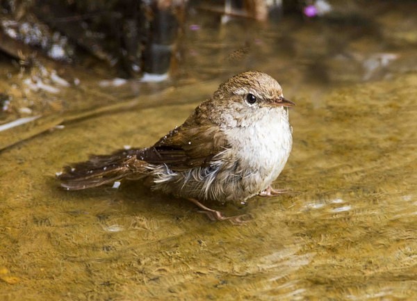 Cetti's Warbler - Extremadura, Spain