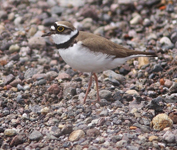 Little Ringed Plover - Lesvos 2011