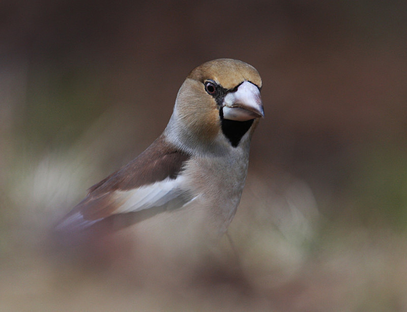 Hawfinch - Selection Box