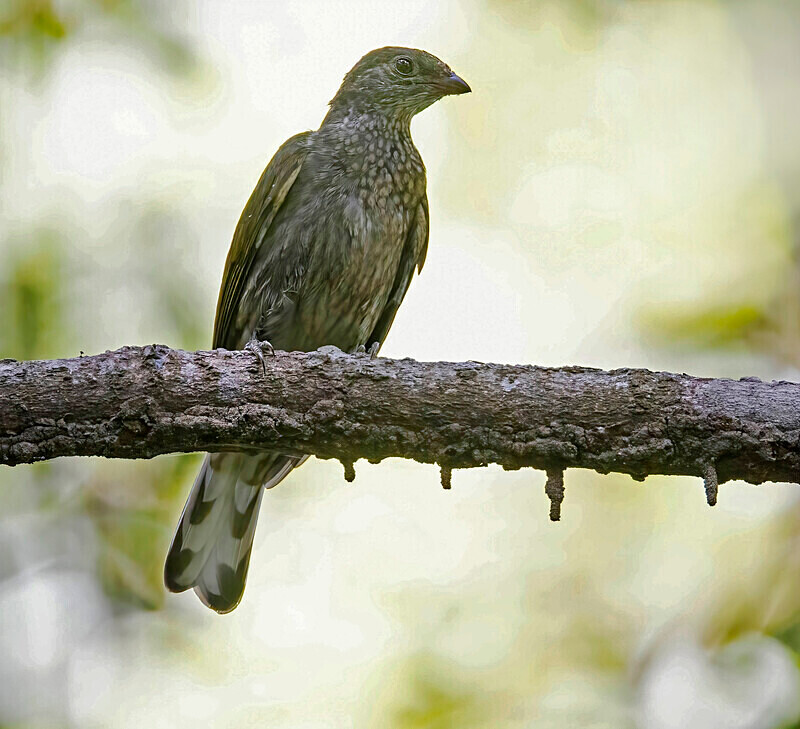 Spotted Honeyguide - The Gambia Nov/Dec 2023