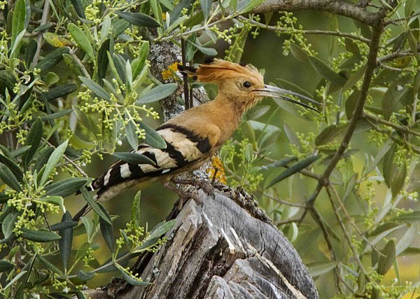 Hoopoe - Extremadura, Spain