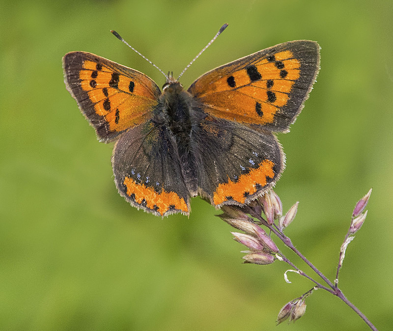Small Copper - Butterflies