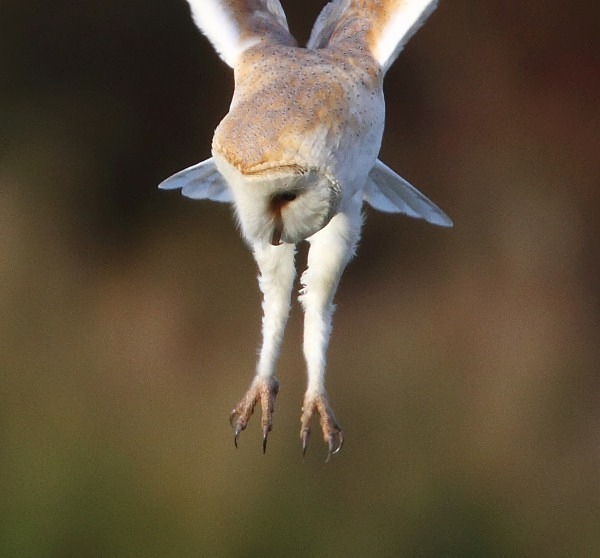 Barn Owl - Owls, Raptors, Corvids & Doves