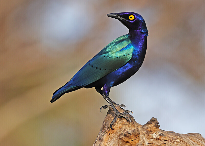 Purple Glossy Starling - The Gambia Januarry 2026
