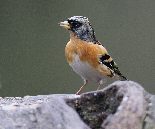 Brambling - Middlewood Nature Reserve