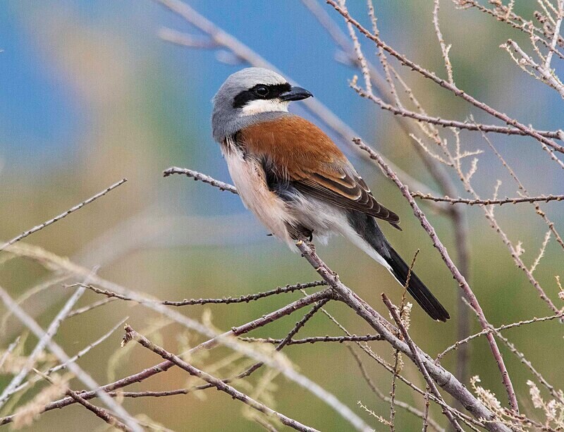 Red Backed Shrike - Lesvos May 2022