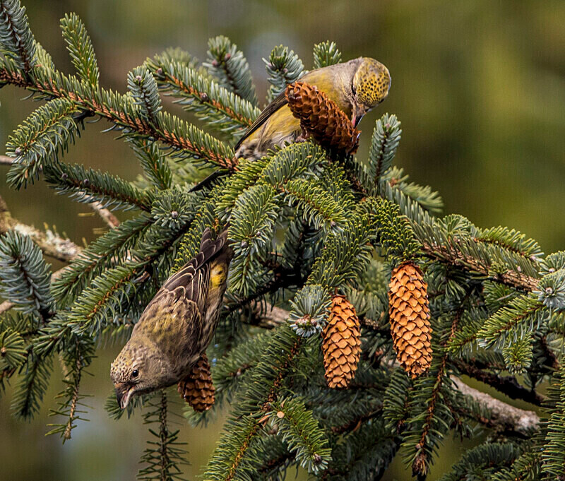 Common Crossbills - Crossbills