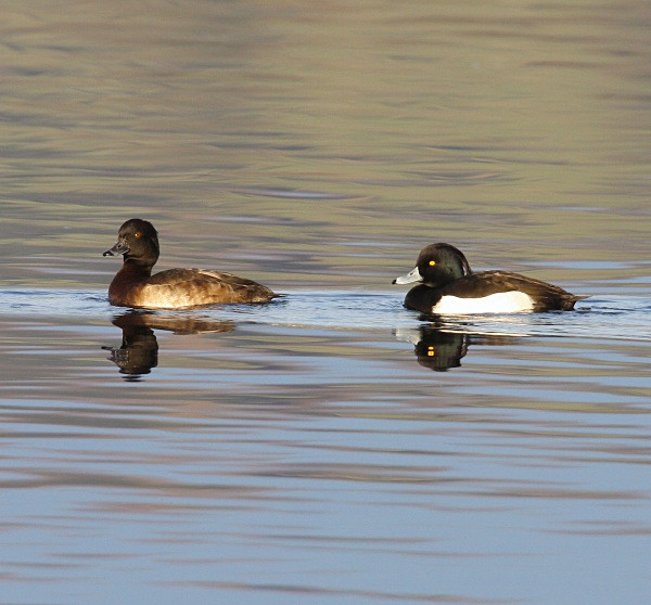 Tufted Ducks - Ducks, Grebes, Geese, Swans & Gulls