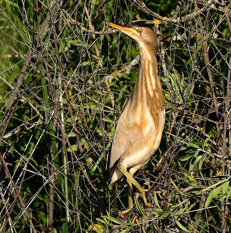 Little Bittern - Lesvos 2025