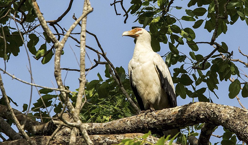 Palm Nut Vulture. - The Gambia 2018