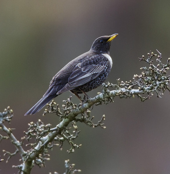 Male Ring Ouzel - Ring Ouzels