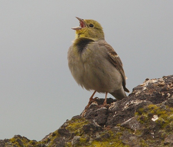 Cinereous Bunting - Lesvos 2011