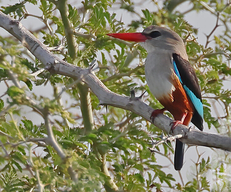 Grey Headed Kingfisher - The Gambia Januarry 2026
