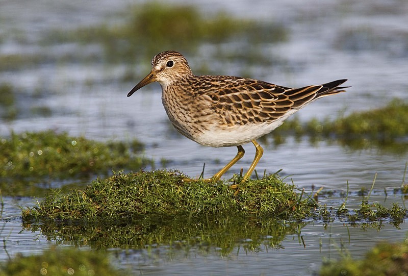 Pectoral Sandpiper - Waders and Plovers