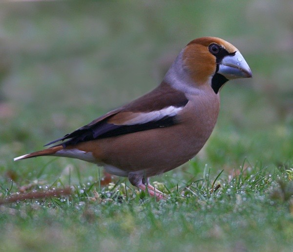 Hawfinch - Finches