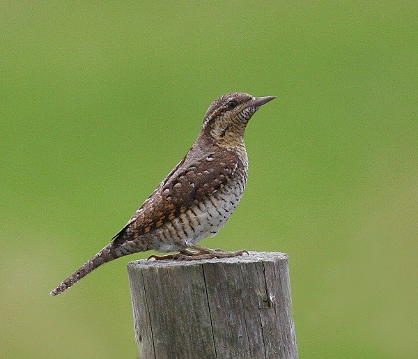 Wryneck - Woodpeckers & Wrynecks