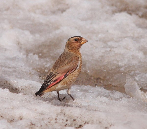 Crimson Winged Finch - Morocco Birds