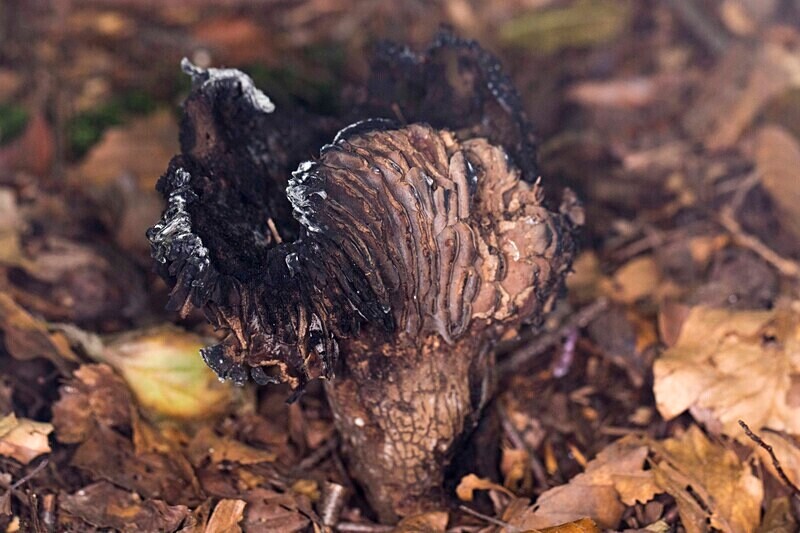 Blackening Brittlegill - Caps