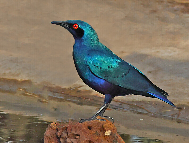 Bronze tailed Glossy Starling - The Gambia Januarry 2026