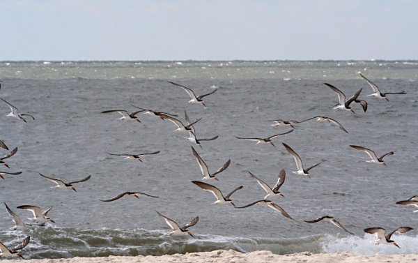 Black Skimmers - USA Birds