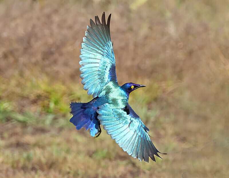 Purple Glossy Starling - The Gambia Januarry 2026