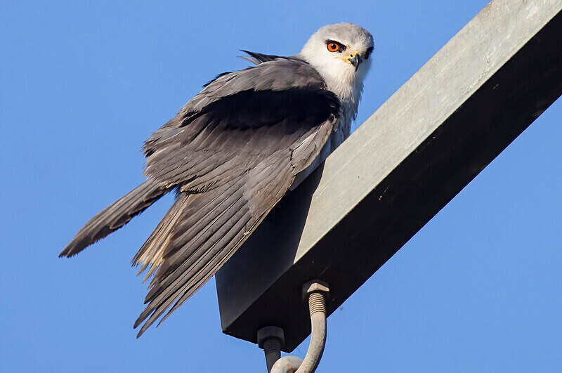 Black Shouldered Kite - The Gambia Nov/Dec 2023