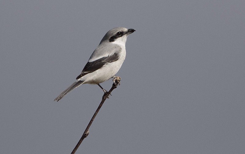 Female Northern Grey Shrike. - Cuckoos, Shrikes & Waxwings