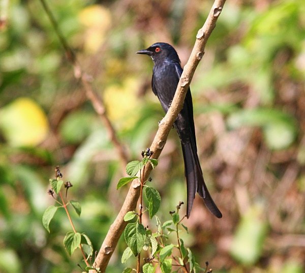 Ashy Drongo - Indian Birds