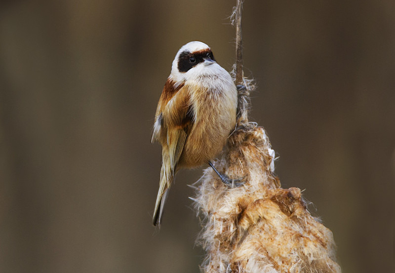 Male Penduline Tit - Penduline Tit
