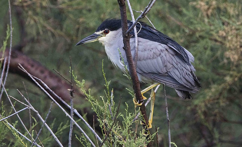 Night Heron. - Lesvos, Spring 2017