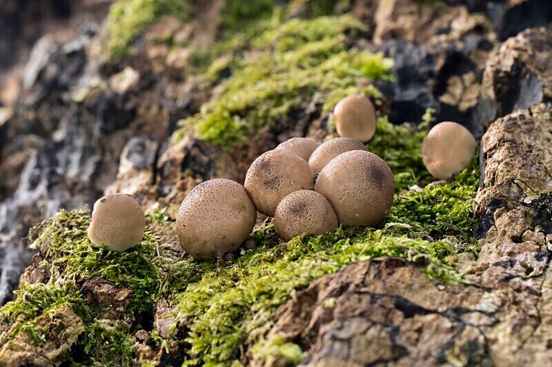 Stump Puffballs - Puffballs and Earthballs
