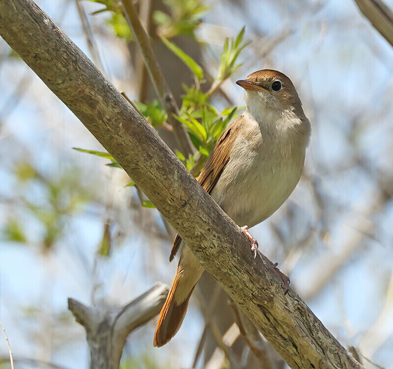 Nightingale - Lesvos 2025