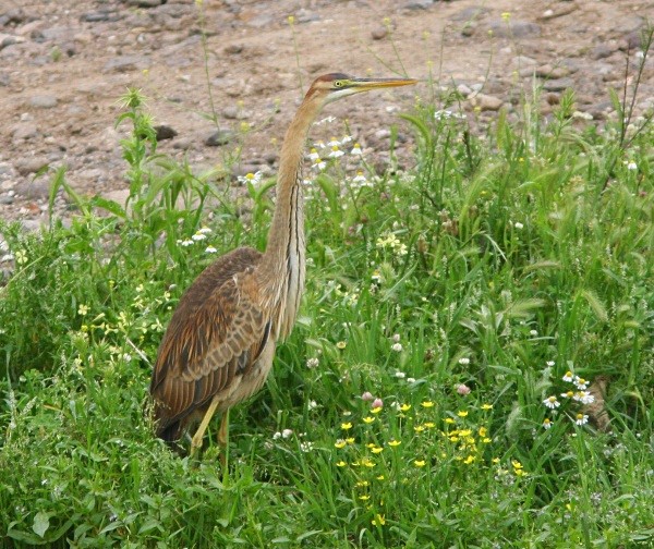 Purple Heron - Lesvos 2011