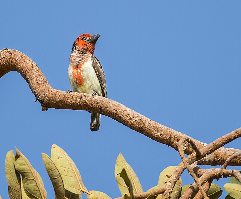 Vieillot's Barbet. - The Gambia 2018