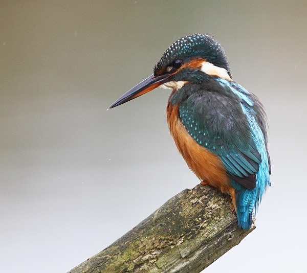 Female Kingfisher - Dippers, Kingfishers & Wagtails