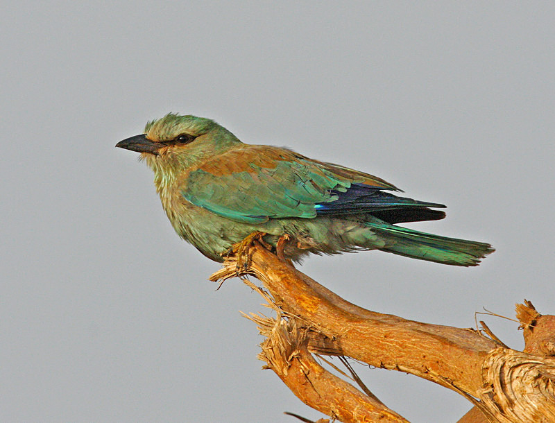 European Roller - Selection Box