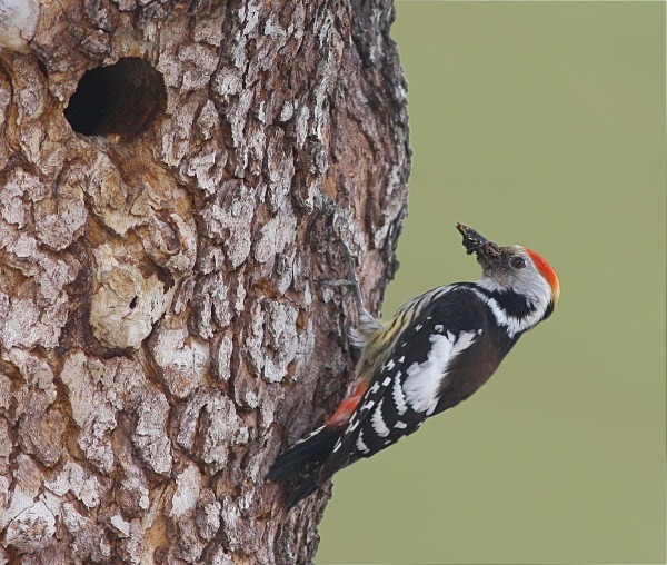 Middle Spotted Woodpecker - Lesvos 2011