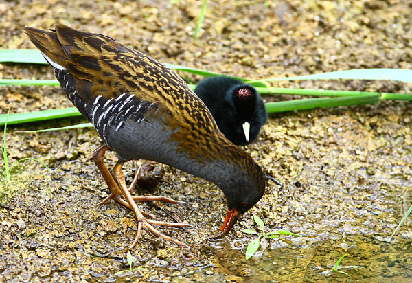 Water Rail adult and ckick - Herons, Egrets, Rails & Divers