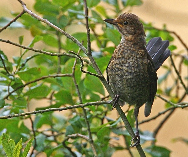 Juv Blackbird - Thrushes & Ouzels