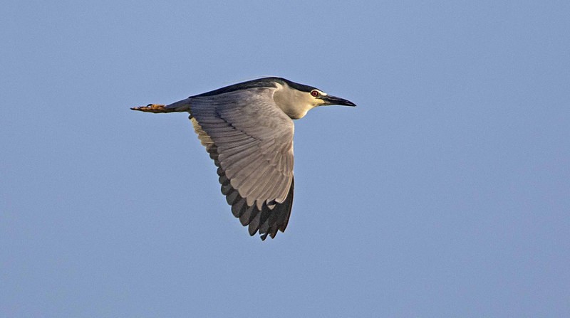 Night Heron. - Lesvos, Spring 2017