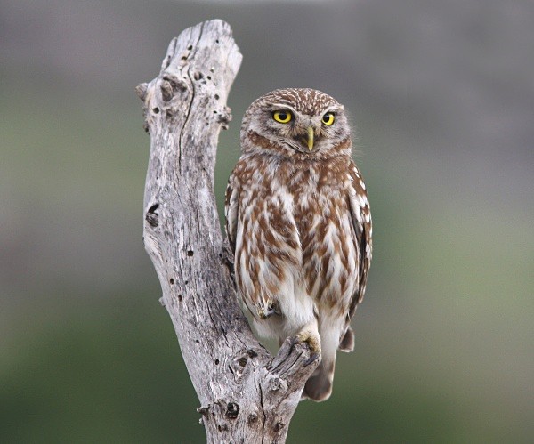 Little Owl - Lesvos 2011