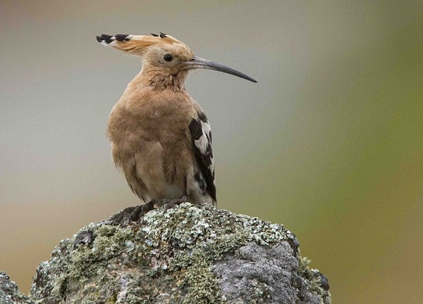 Hoopoe - Extremadura, Spain