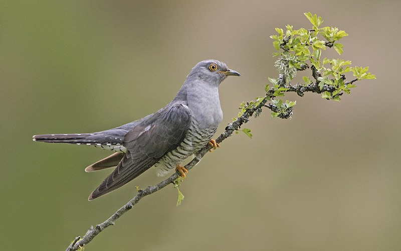 Male Cuckoo - Cuckoos